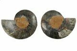 Cut/Polished Ammonite Fossil - Unusual Black Color #165675-1